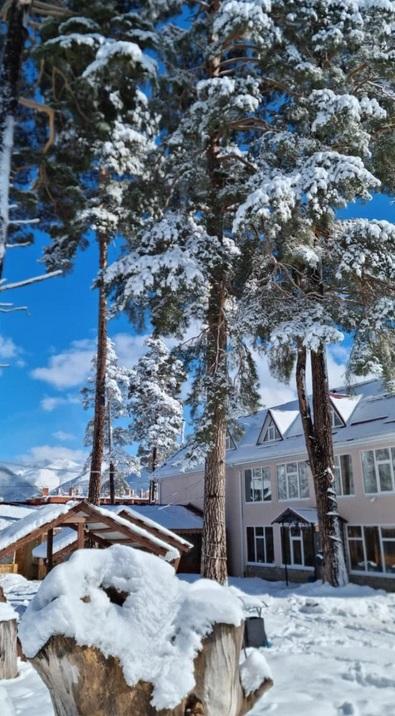 Фото Сосновый рай