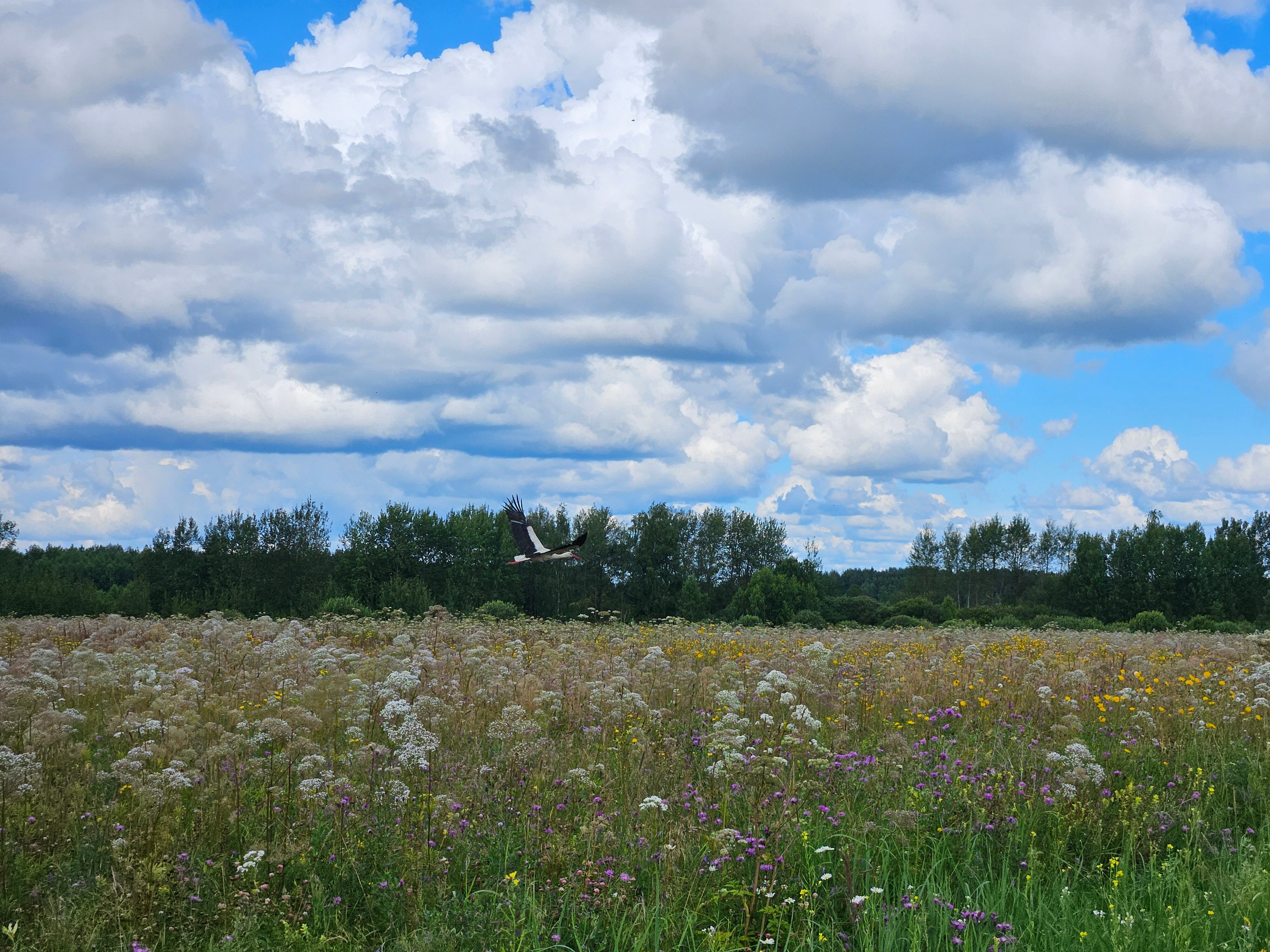 Фото Дом Аиста