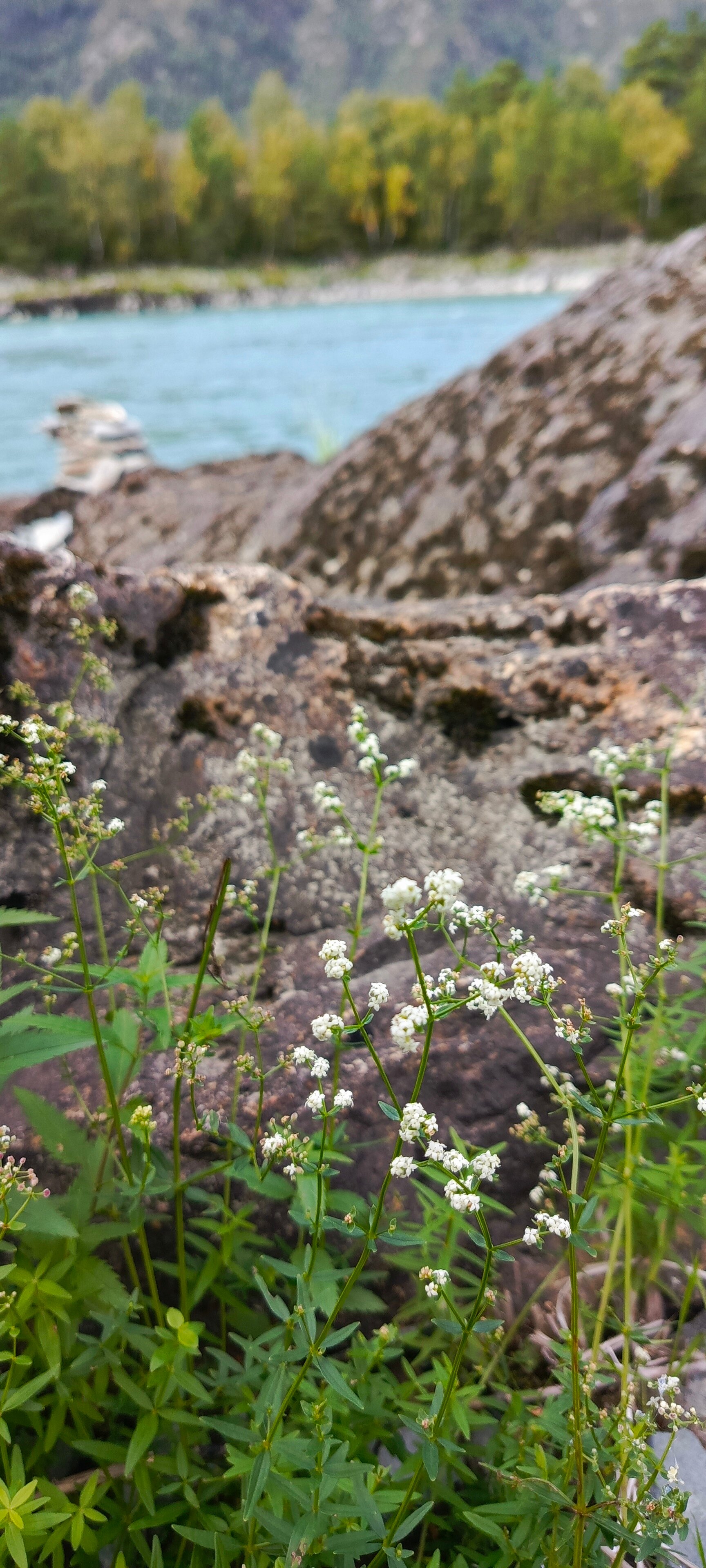 Фото Викинг на Катуни