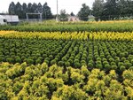 Plant nursery Mokhovs (derevnya Staryye Chernitsy, 21), vivero de plantas