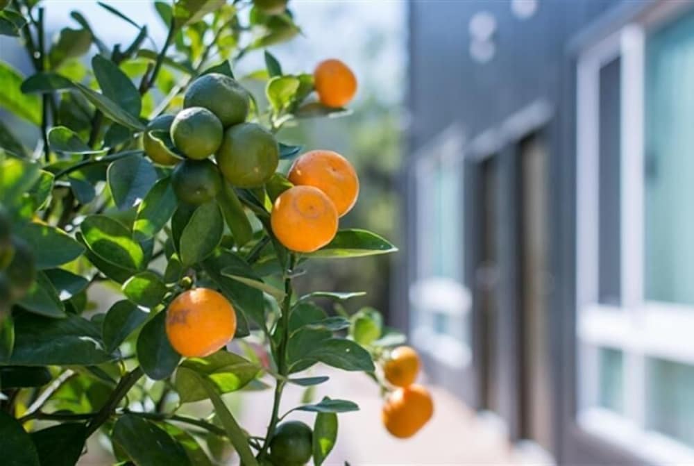 Фото BlackJazz Inn