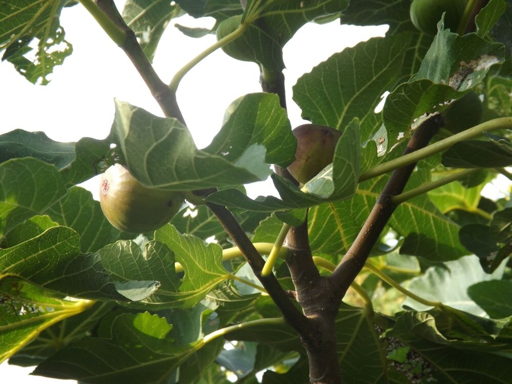 Фото Helios Apartman Hotel