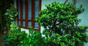 Гостиница Nutshell Airport Retreat by the Sea