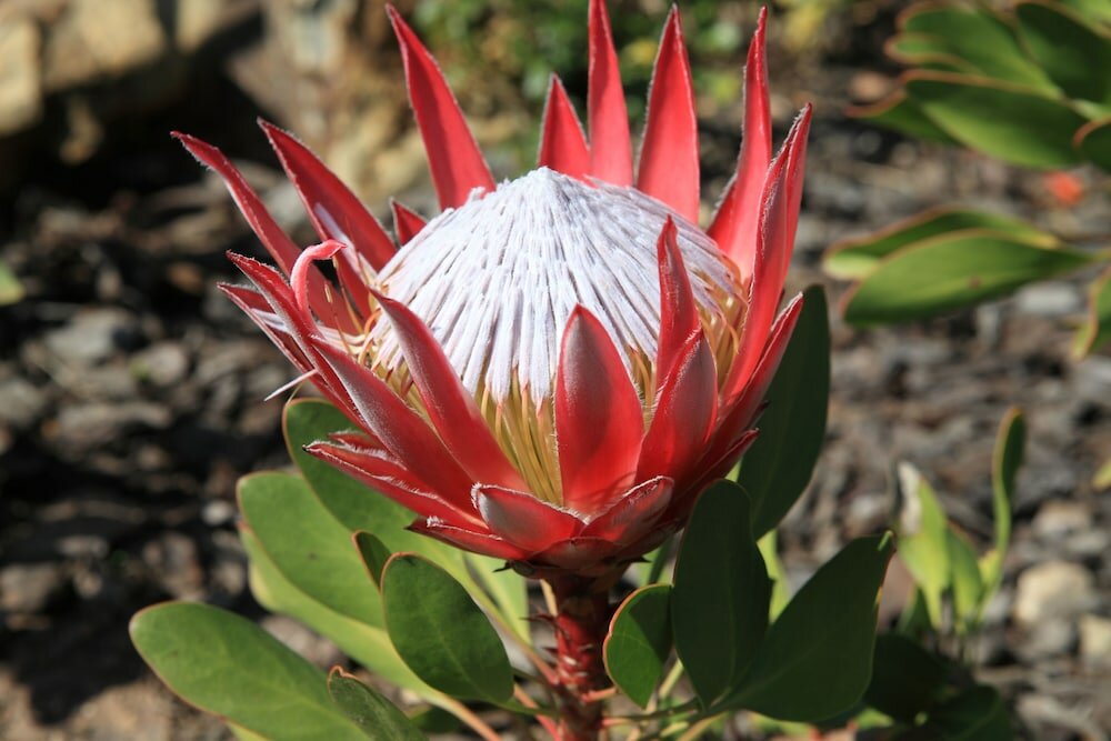 Фото Garden Route Game Lodge