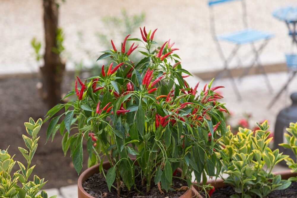 Фото Borgo Vergini Garden