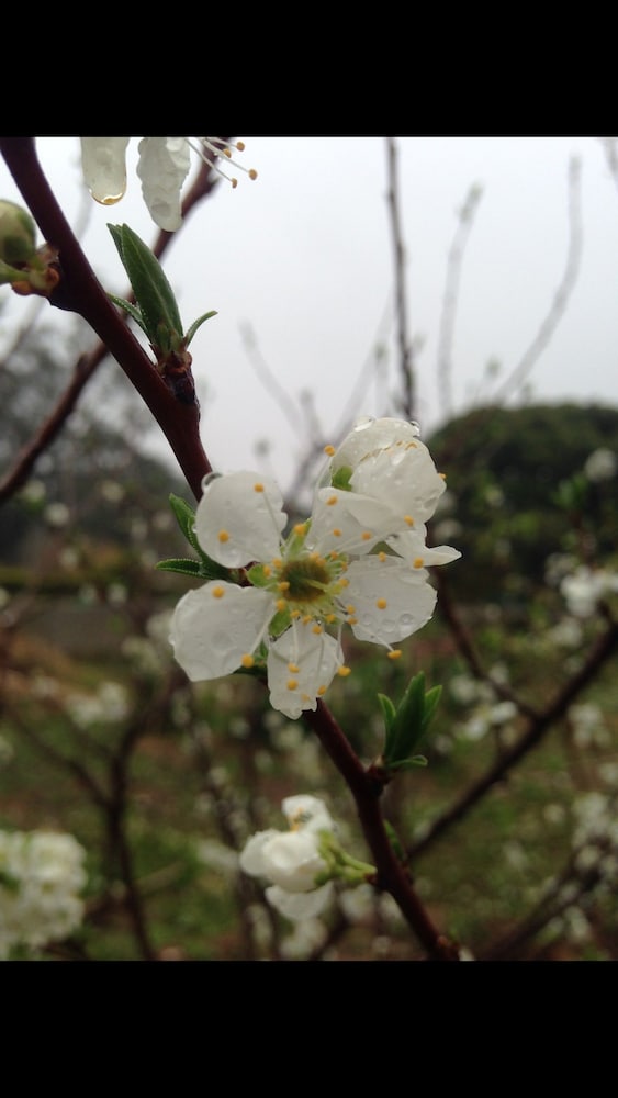 Фото Mount Tai Wu Cozy
