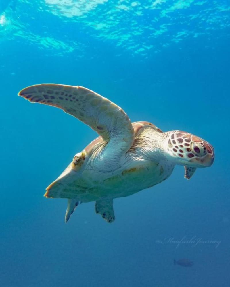 Фото Kokaa Maafushi