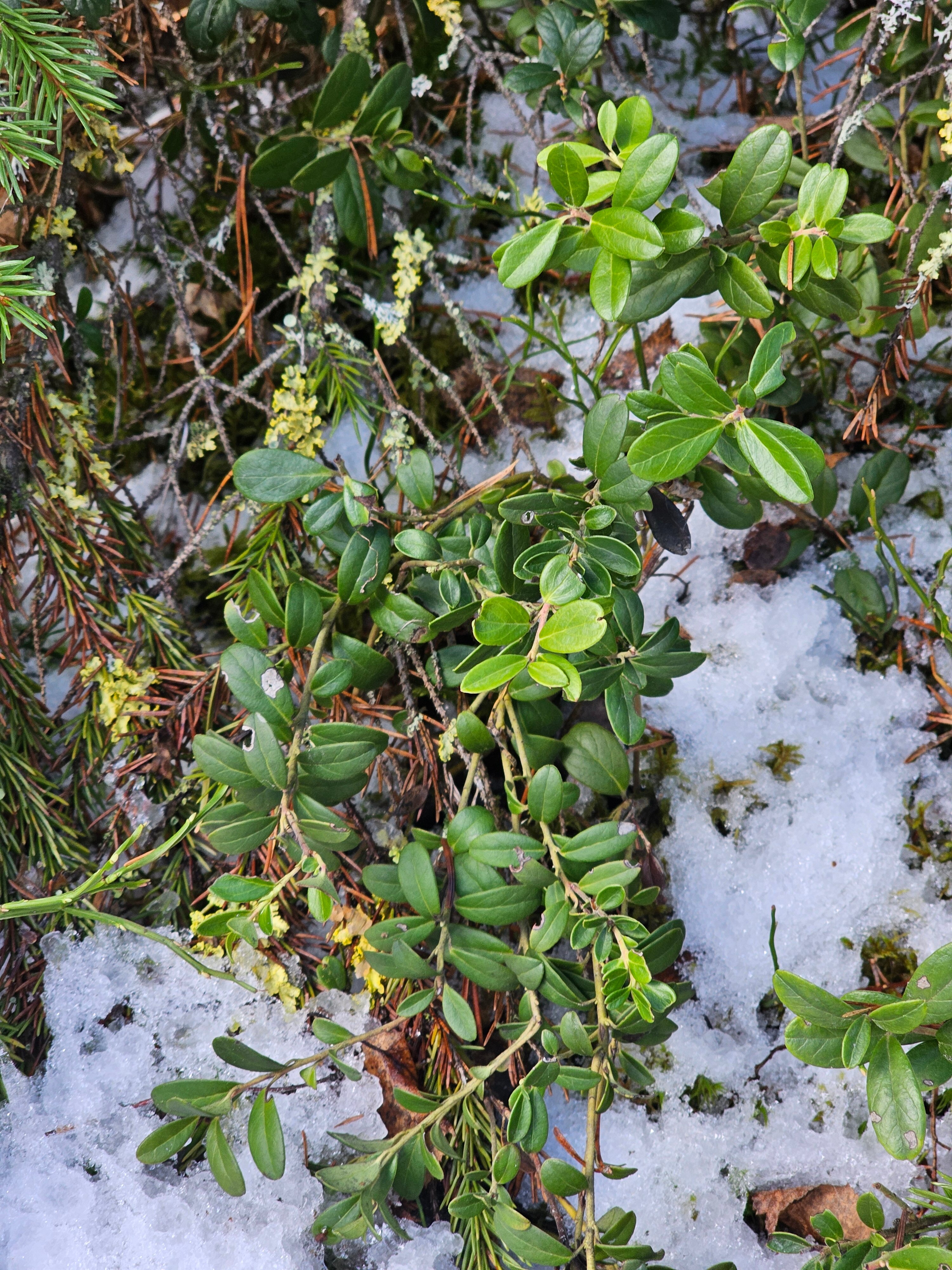 Фото Вепсская Горница