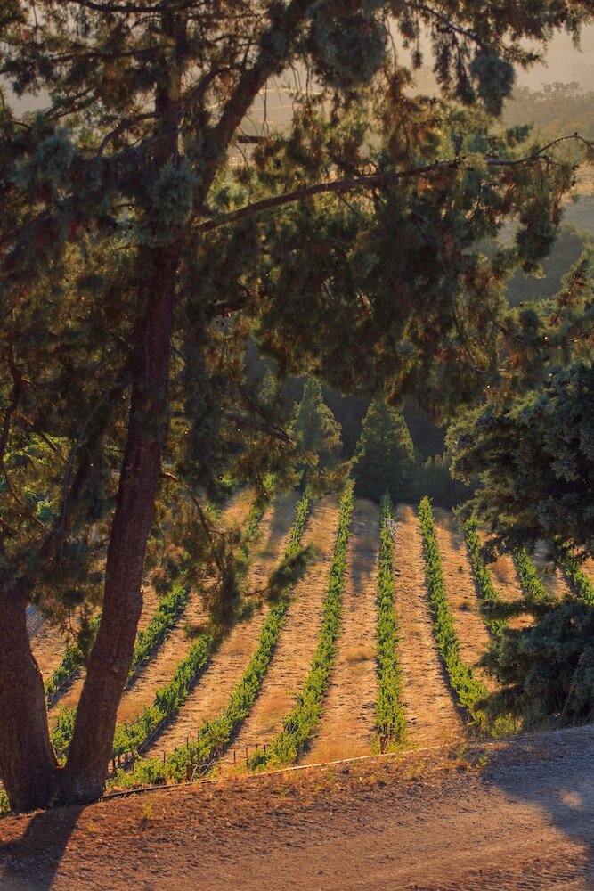 Фото Allegretto Vineyard Resort Paso Robles