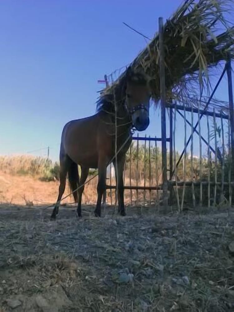 Фото Skiros Palace Hotel