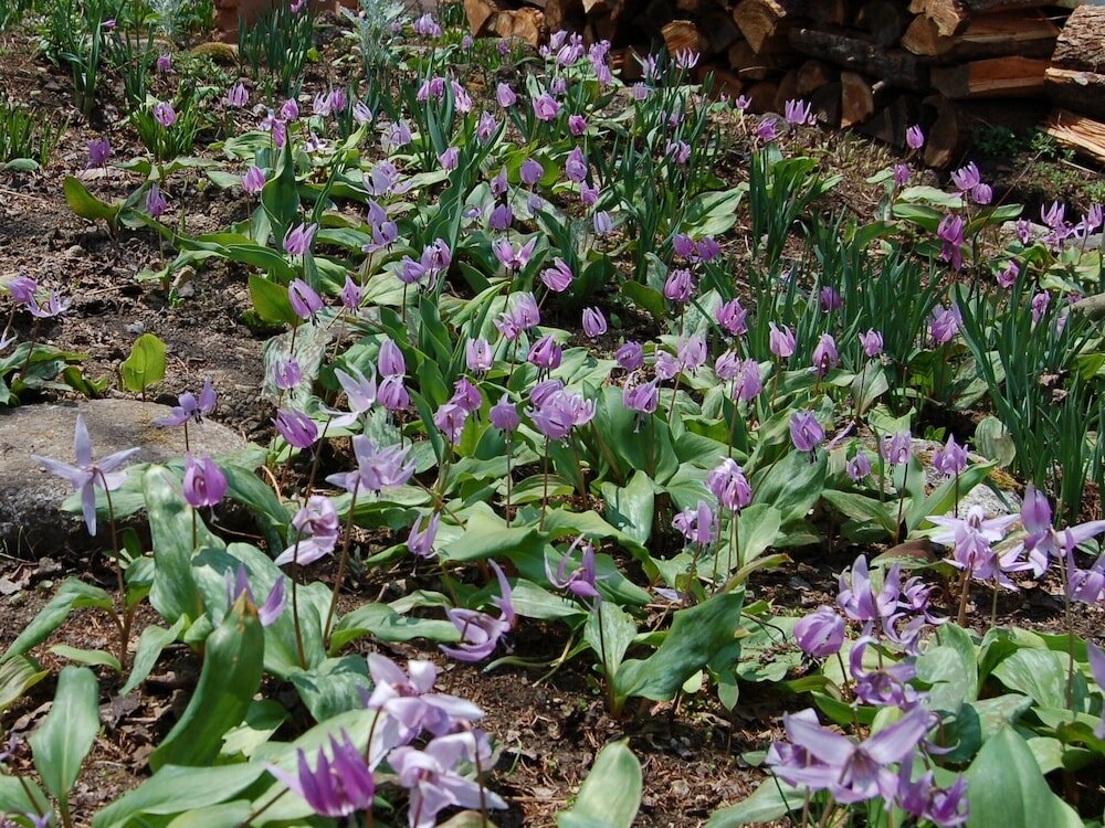 Фото Onsen Pension Hanasakiyama