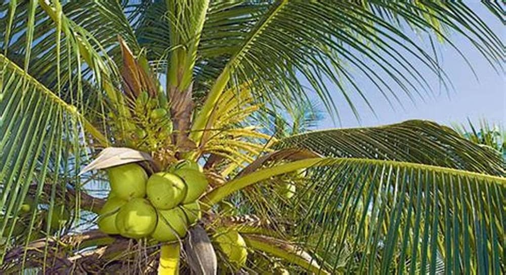 Фото El Mechokan Accommodation