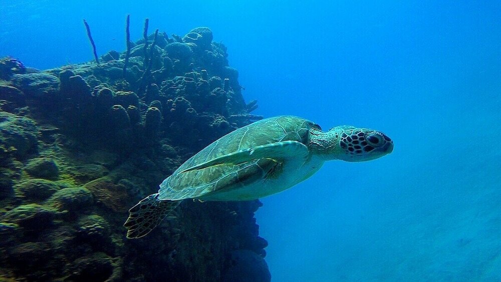 Фото Windchime Estates