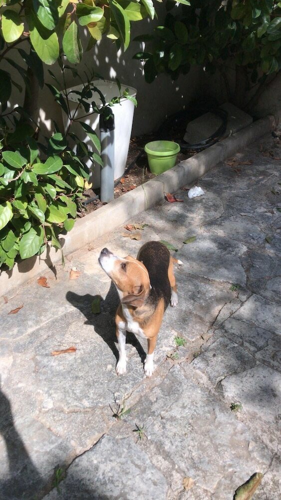 Фото Villa Susanna