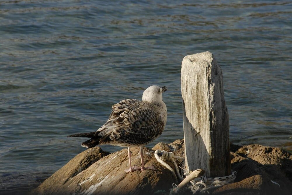 Фото Bella Vista Design Studios