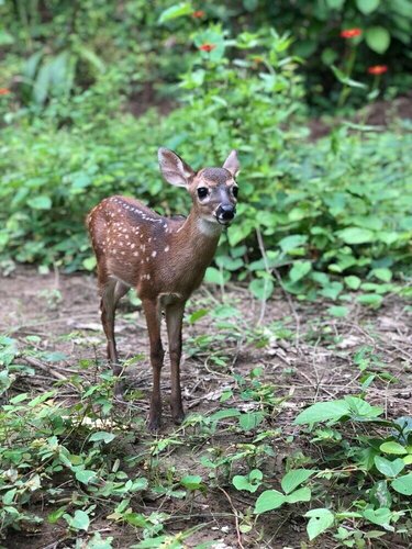 Гостиница Jungle Lodge at Wild Sun Rescue