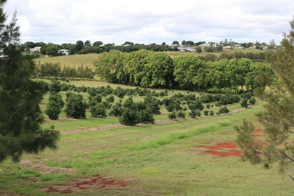 Фото Avocado Motor Inn