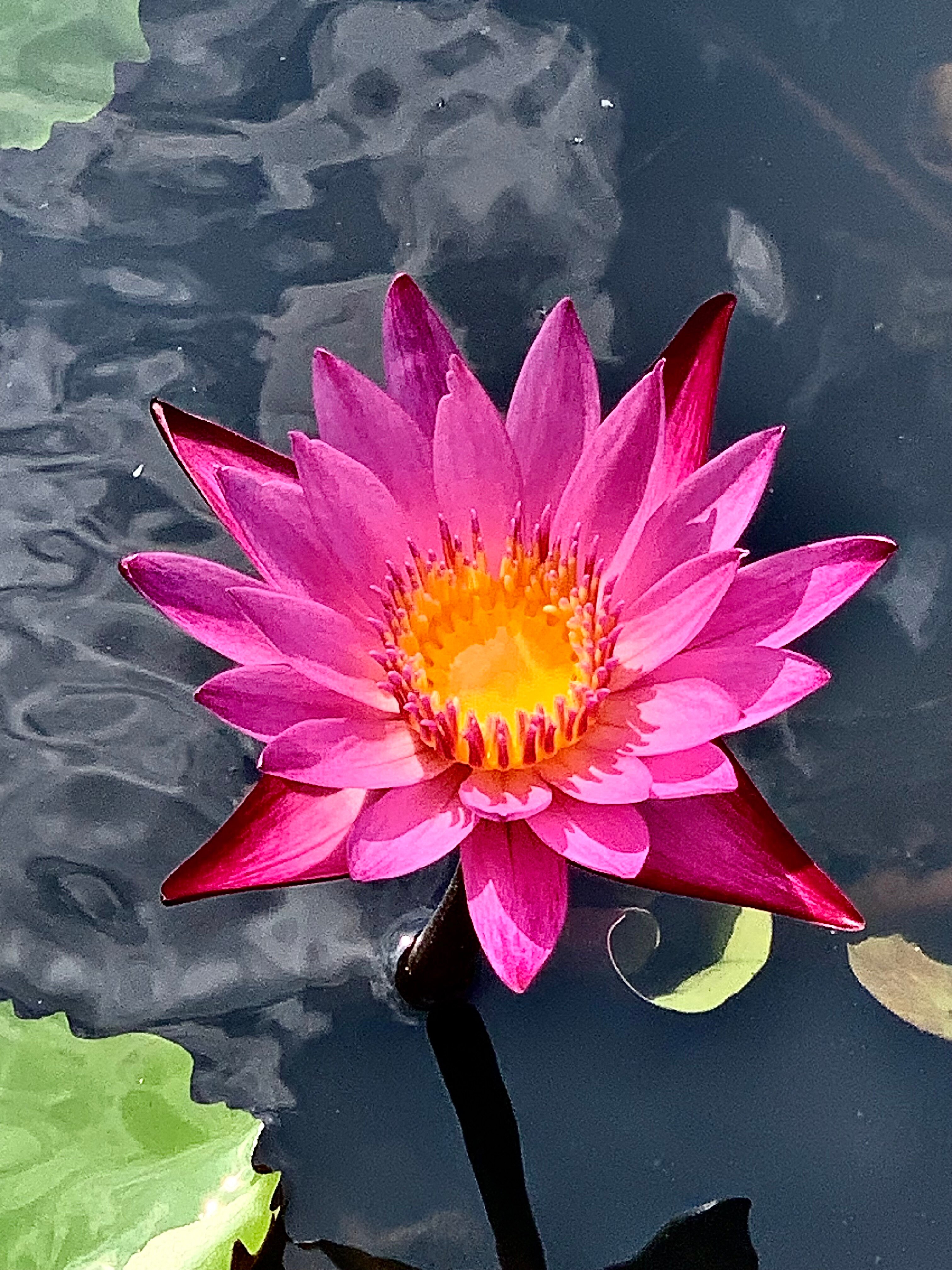 Фото Le Meridien Khao Lak Resort & SPA