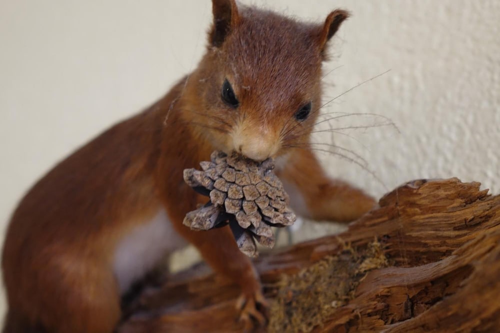 Фото Pension Am Nicolaiplatz