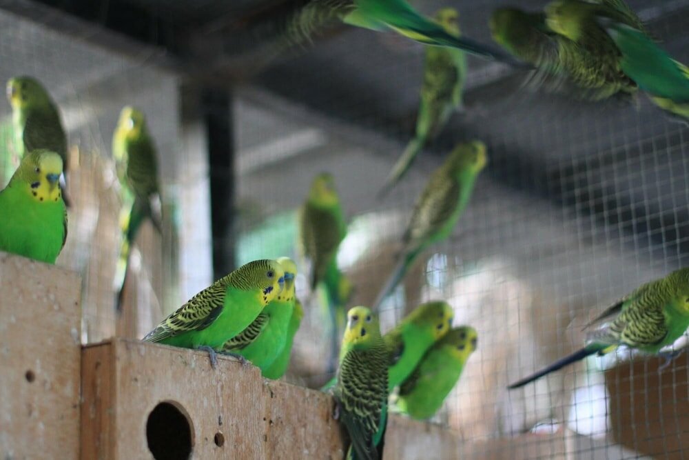 Фото Idan Lodge In The Arava