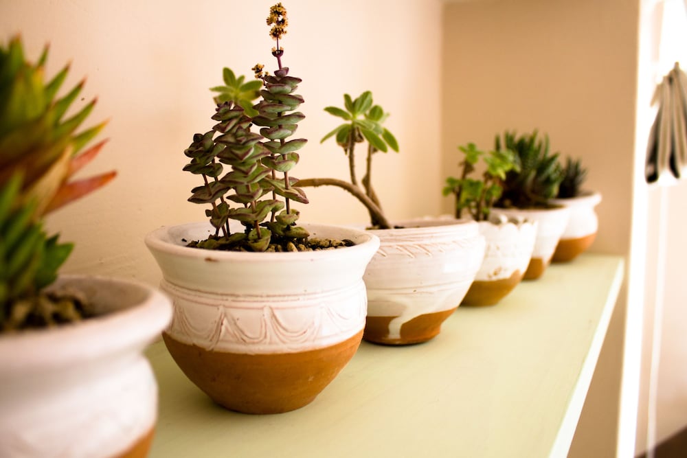 Фото Regina di Ulivi