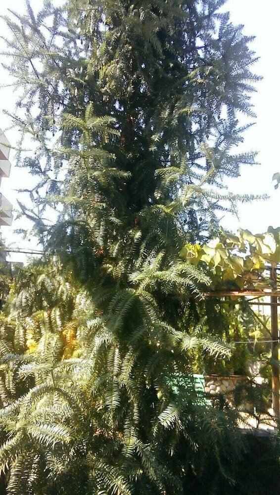 Фото Отель Амиго I