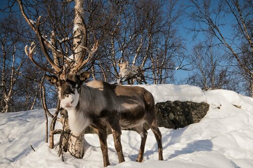 Гостиница Snowhotel Kirkenes в Киркенесе