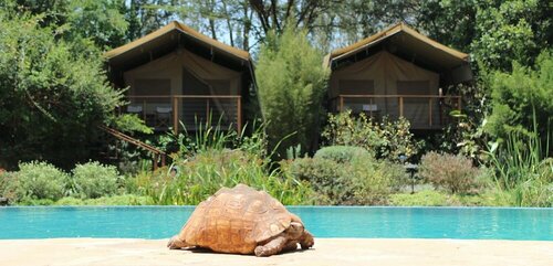 Гостиница Wildebeest Eco Camp в Найроби