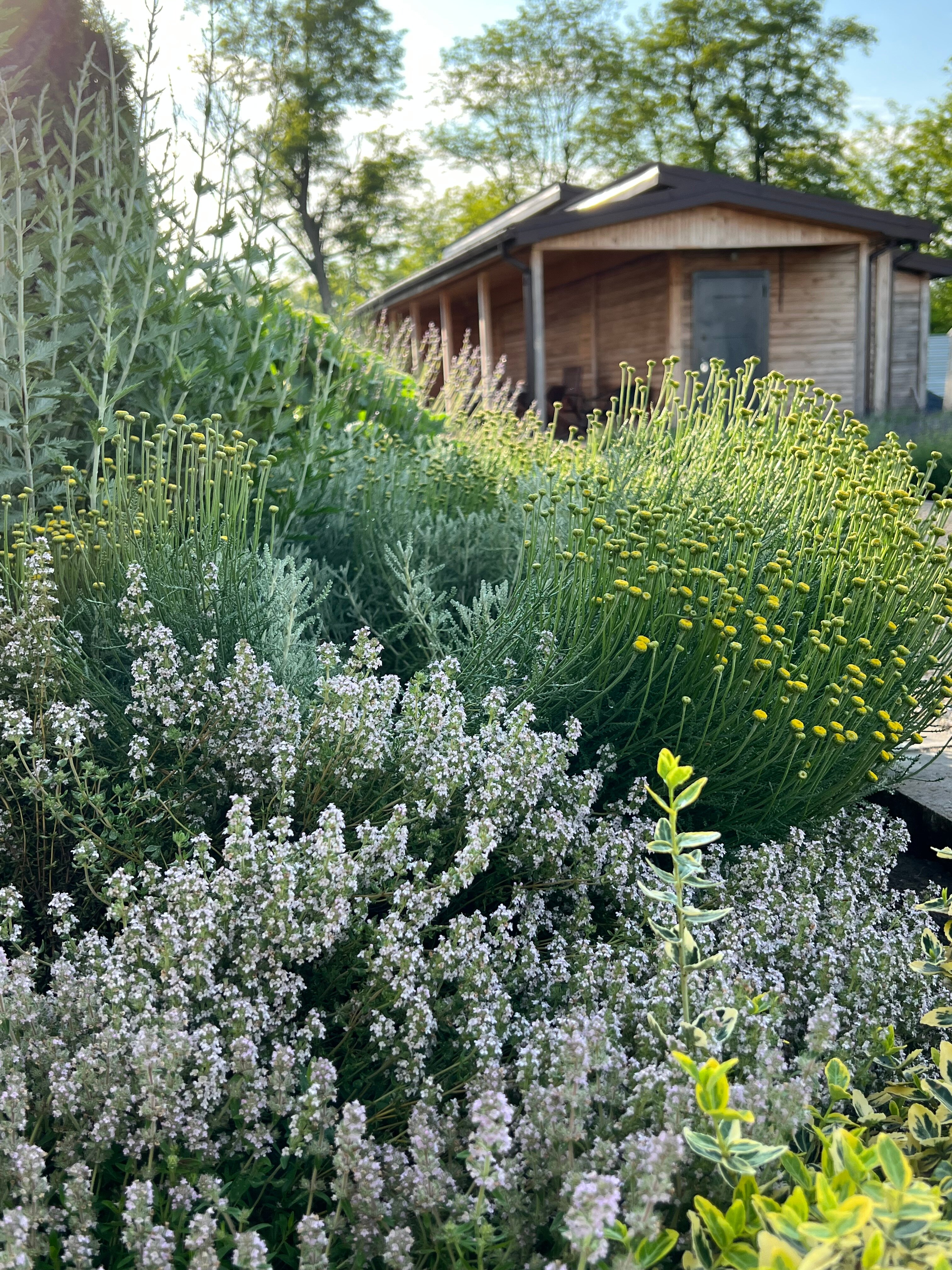 Фото Лавандовые холмы