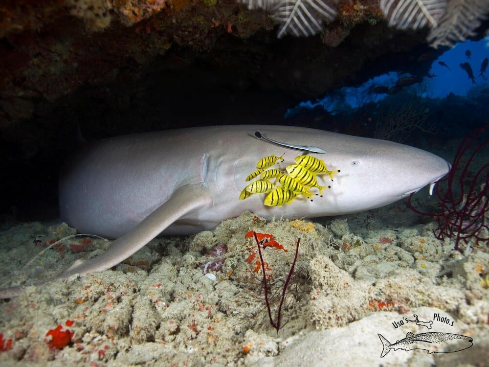 Фото White Sand Dhigurah