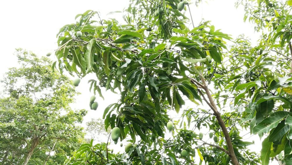 Фото Araliya Self Cooking Resort Dambulla