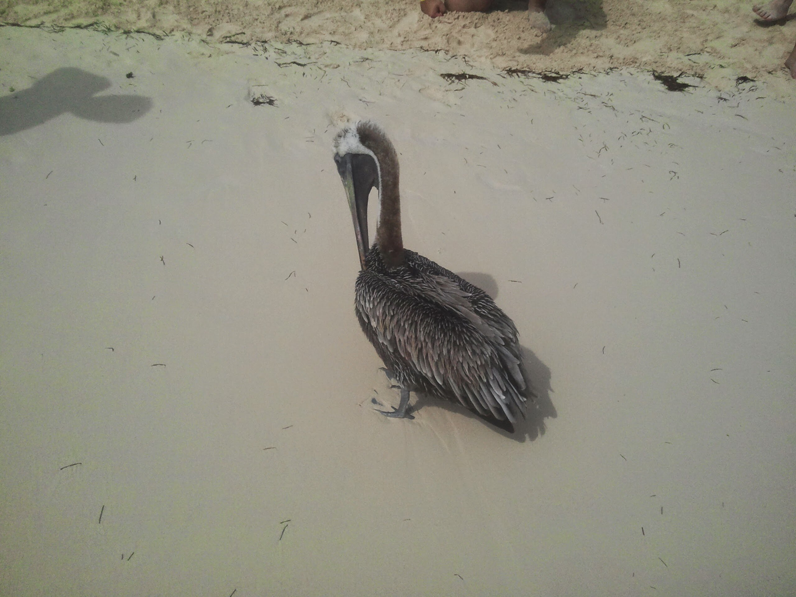 Фото Punta Cana Princess Adults Only - All Inclusive