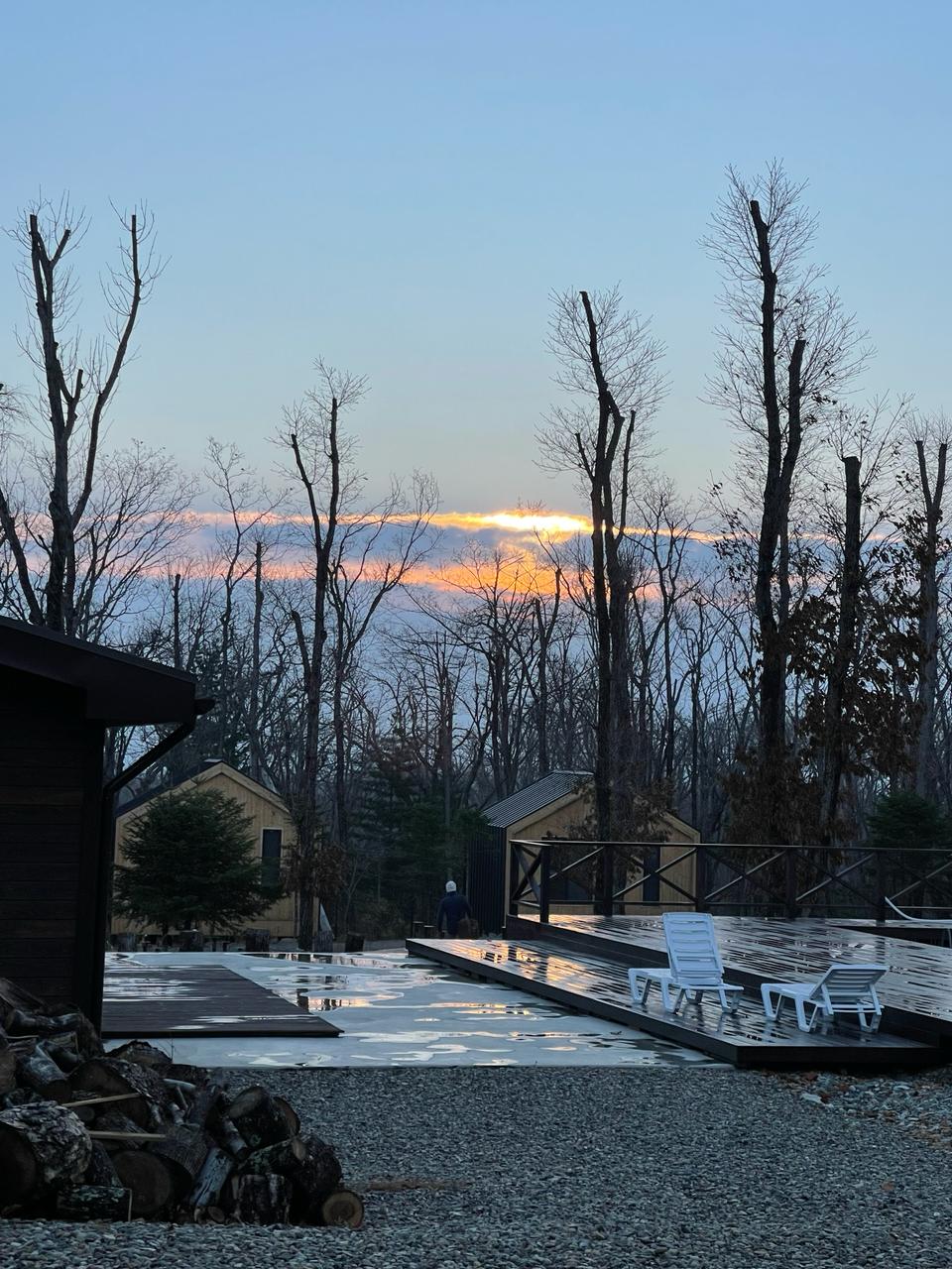 Фото Pine Family