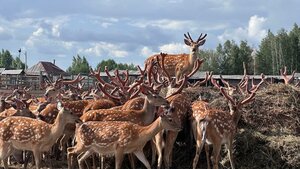 Wild farm (Republic of Tatarstan, Rybno-Slobodskiy rayon, Shumbutskoye selskoye poseleniye, derevnya Stepanovka) ، الغابات