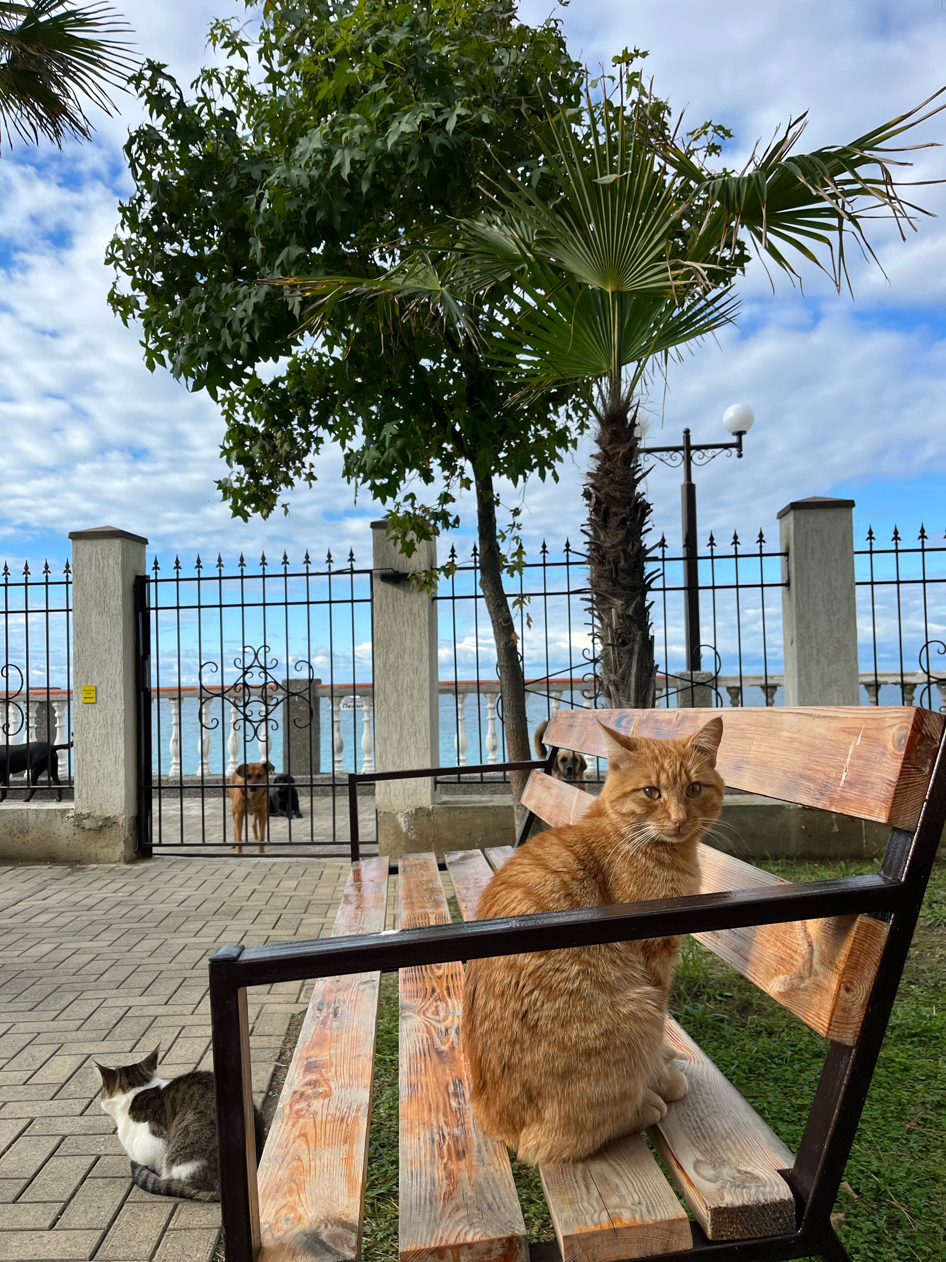 Фото Alex Resort & SPA Hotel