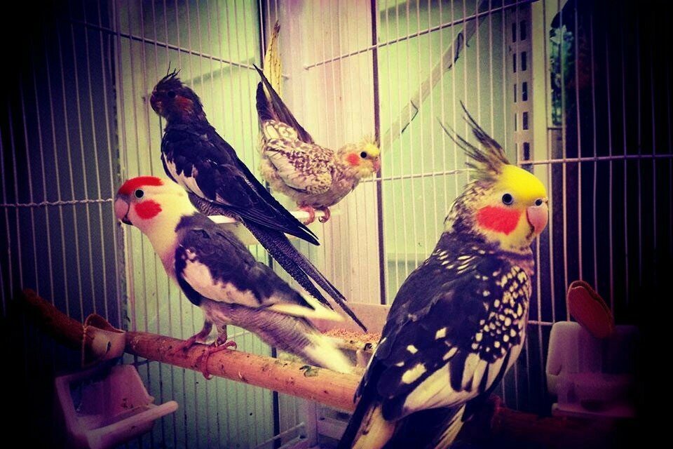 Pet shop Garip Akvaryum, Burdur, photo