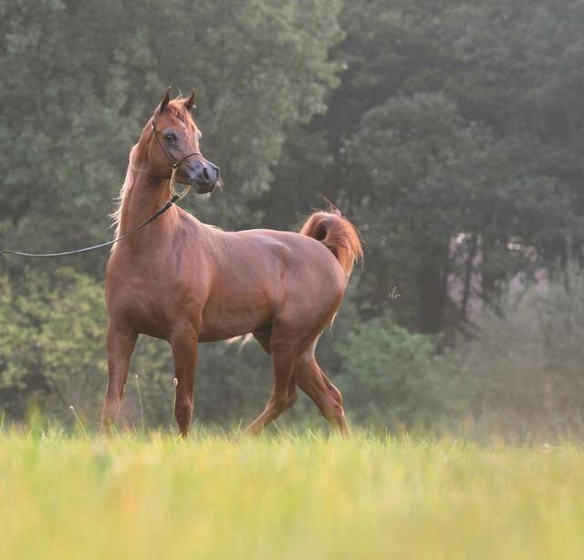 Horse riding Al Bidayer Stud, Sharjah, photo