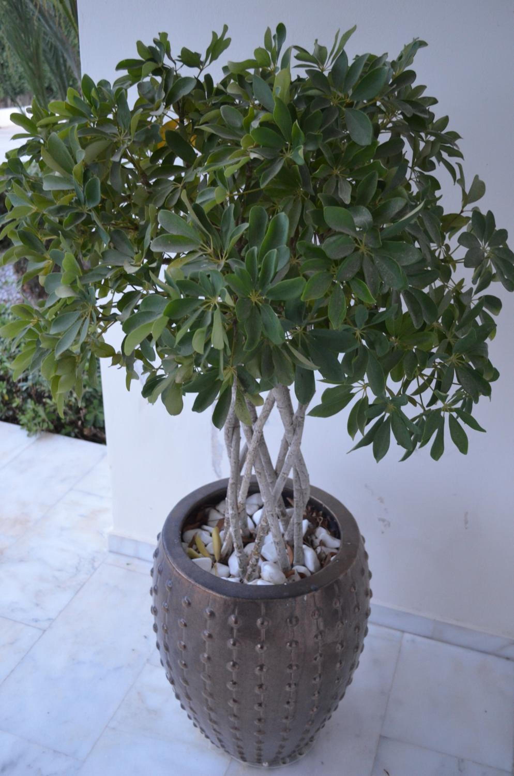 Фото Kremasti Memories