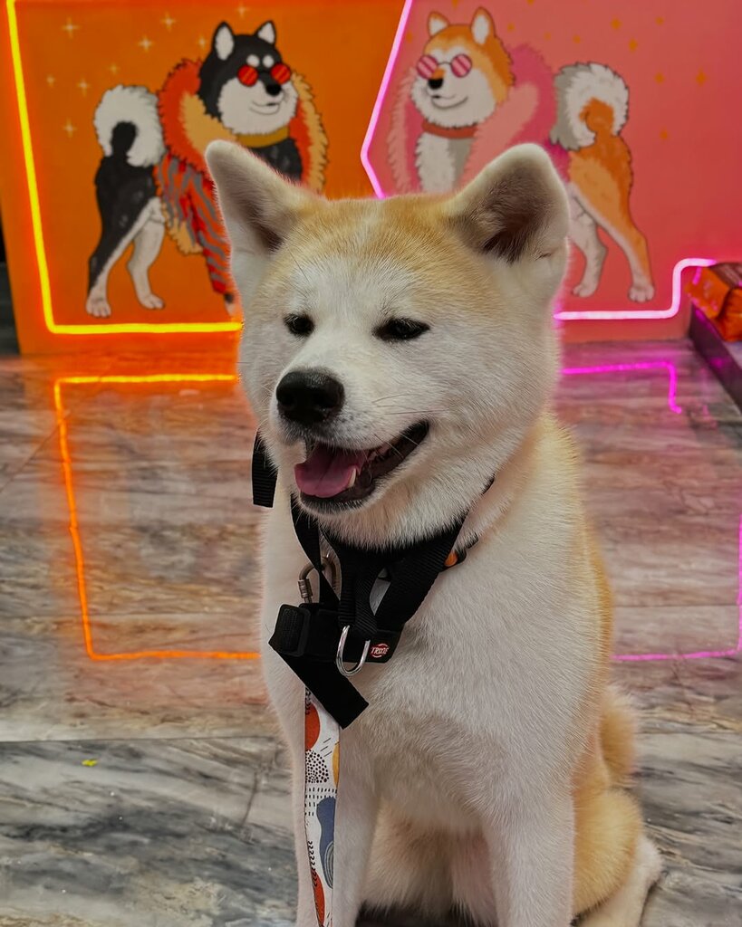 Pet salon Pet Republic Kuaför & SPA, Istanbul, photo