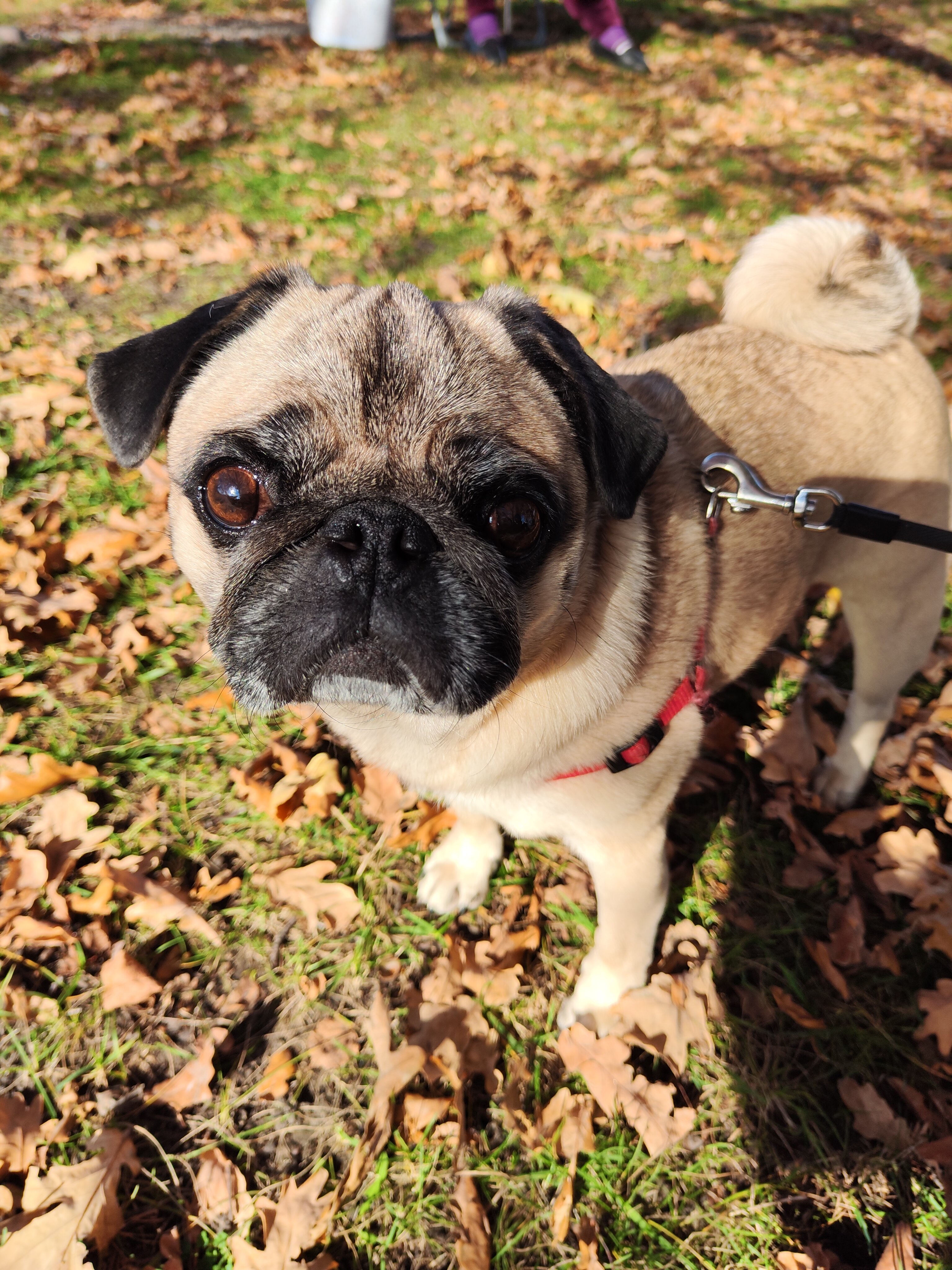 Фото Журавли