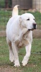Central Asian Shepherd Dog Breed Association - Cao Club Turkey (İzmir, Güzelbahçe, Çelebi Mah., İstikbal Cad., 92) ، النقابات الصناعية
