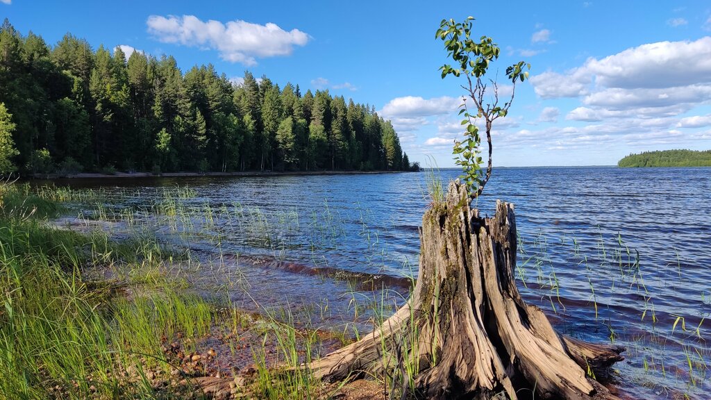 Urban forest Администрация Водлозерского национального парка, Republic of Karelia, photo