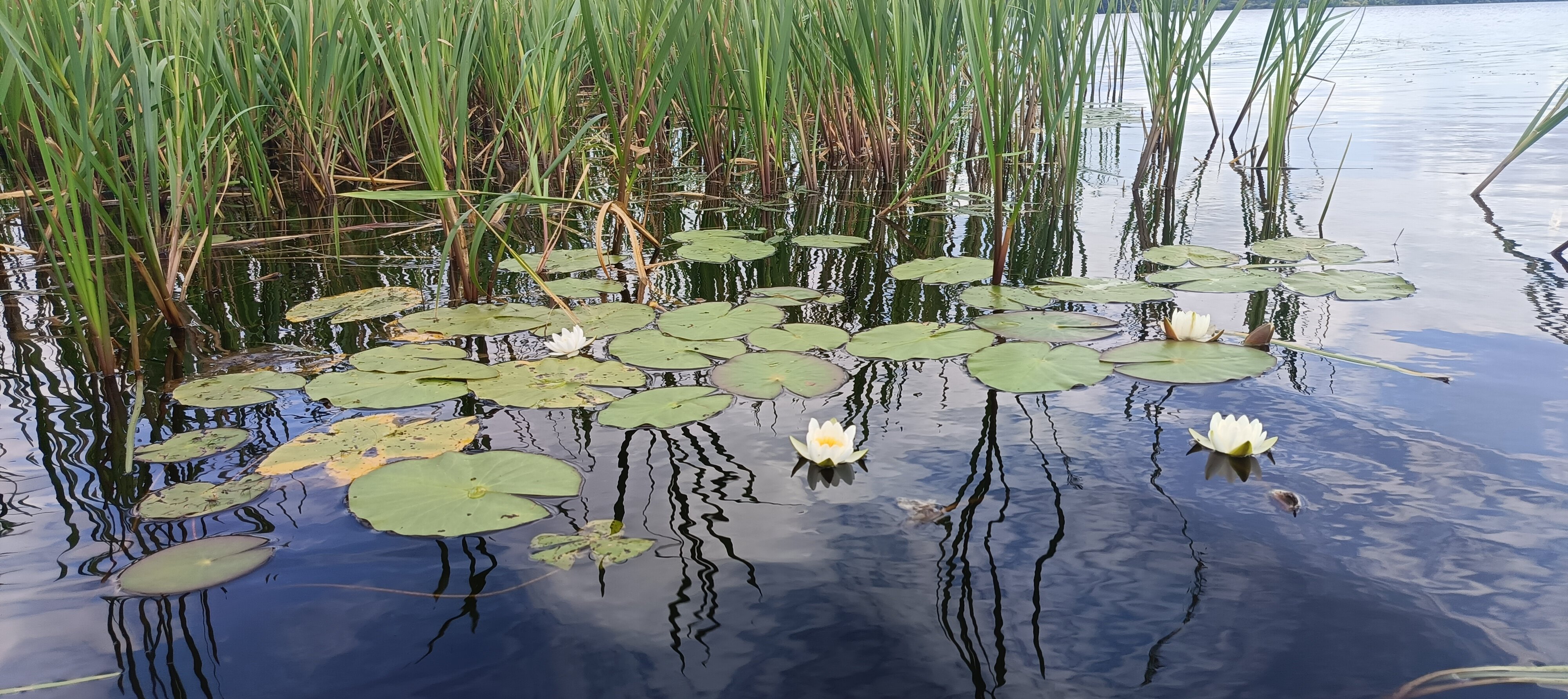 Фото Орлинка