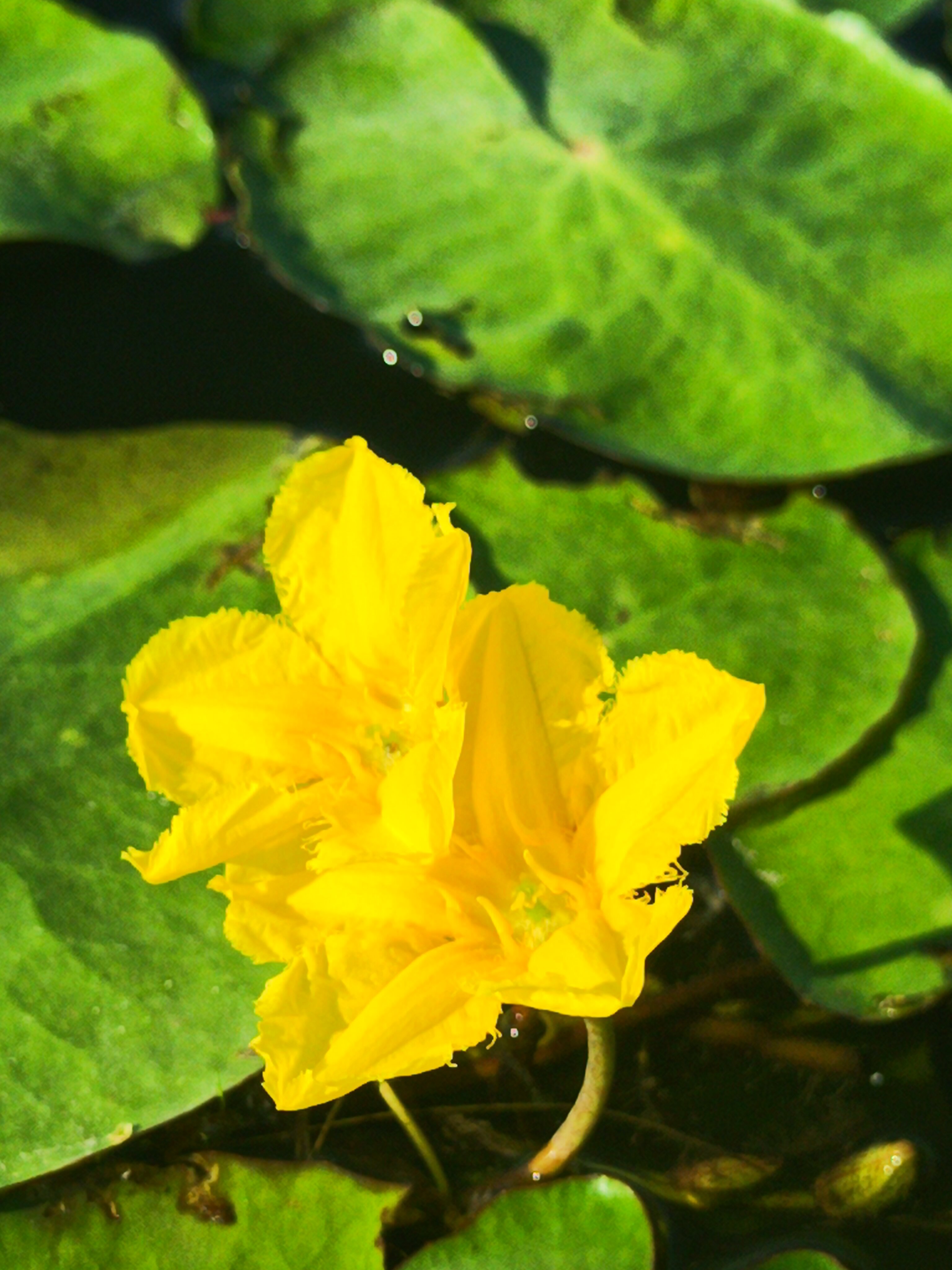 Фото Сибирская жемчужина