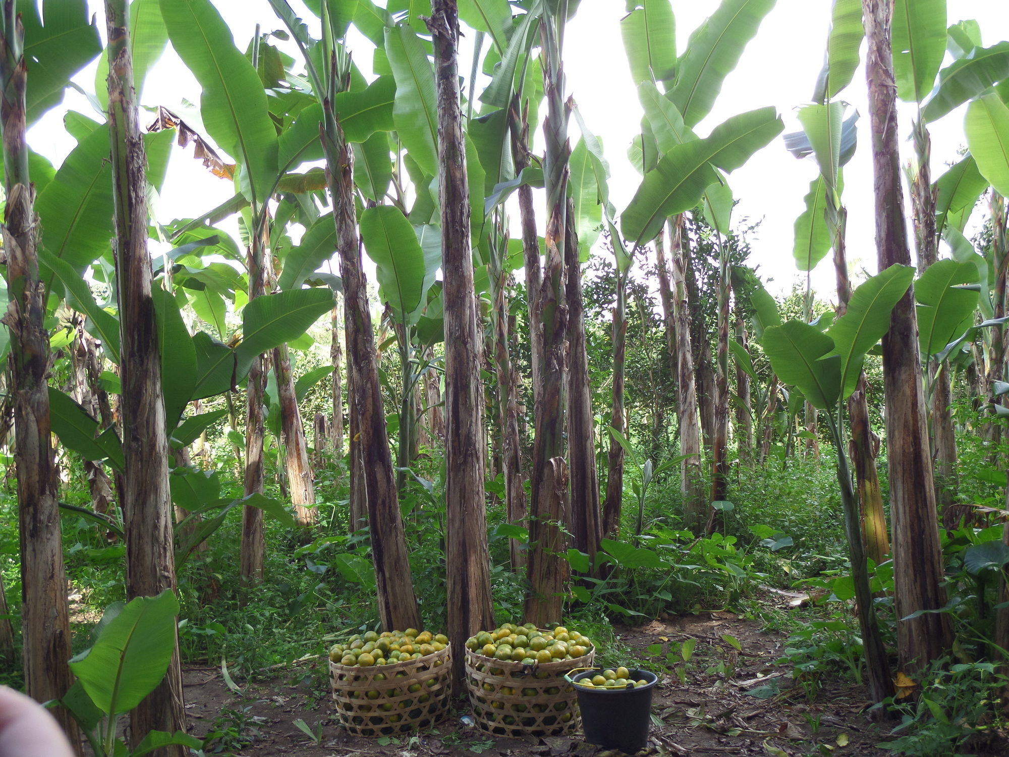 Фото 164162676469