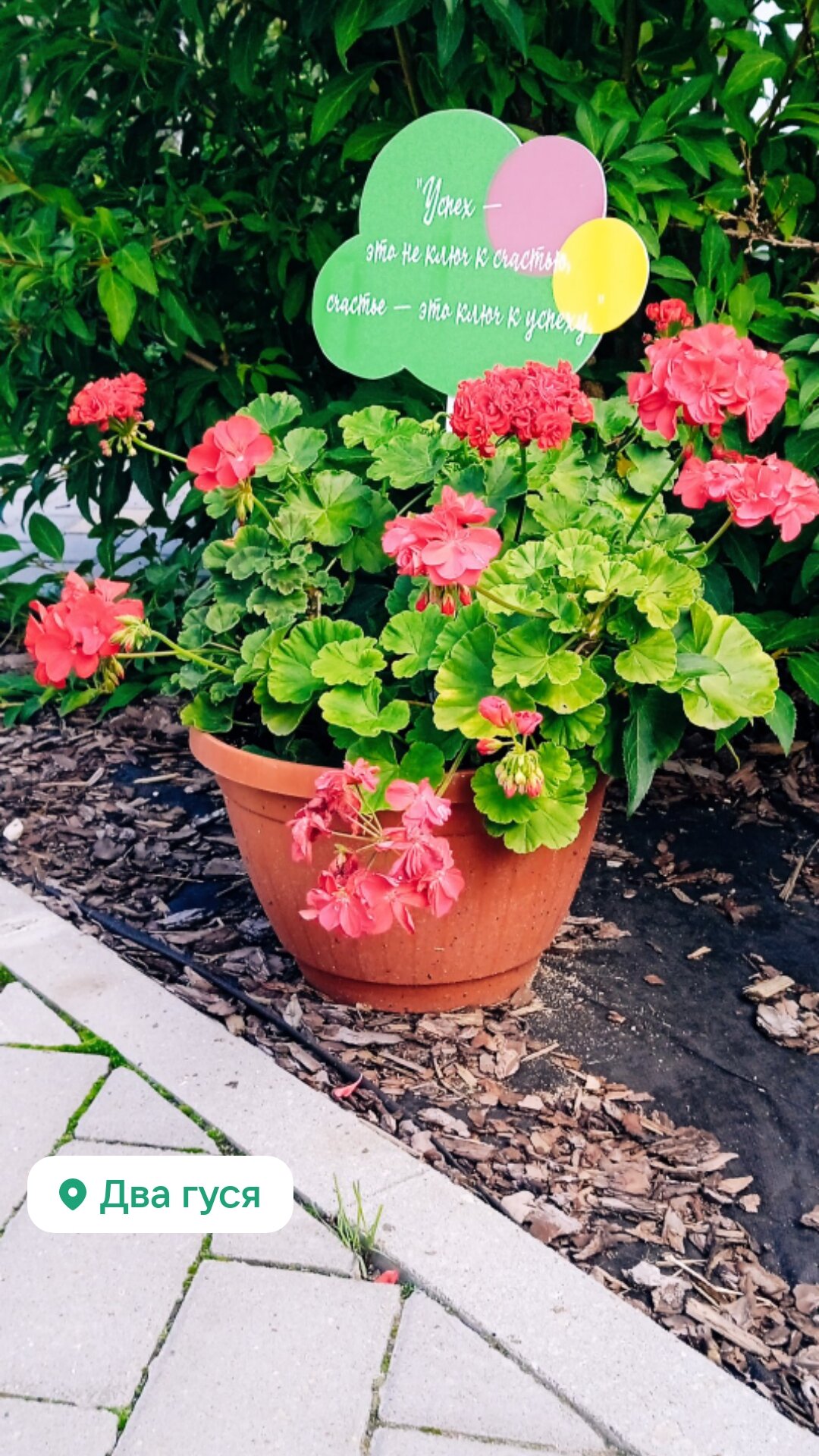 Фото Два гуся