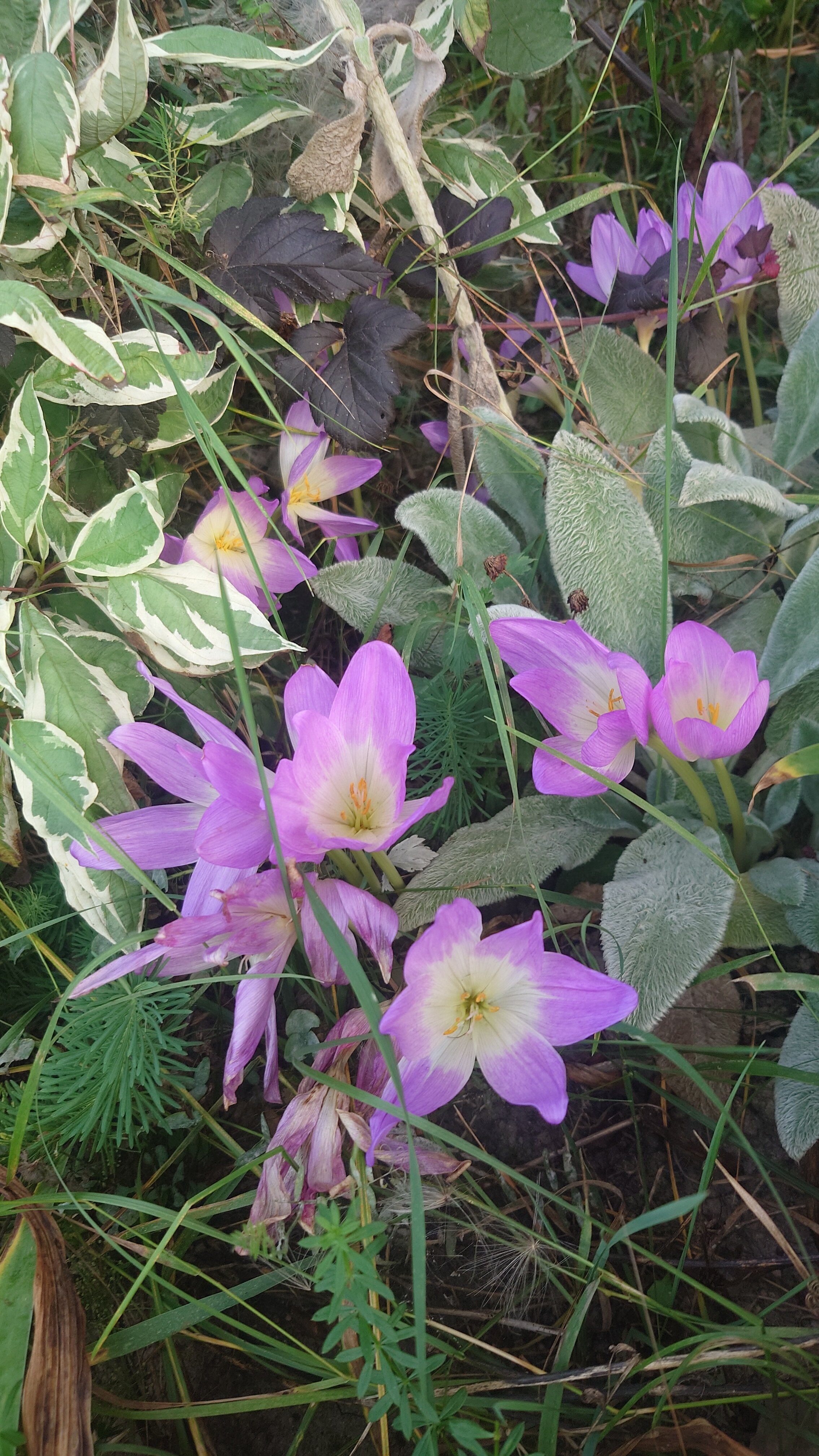 Фото Вуокса Парк