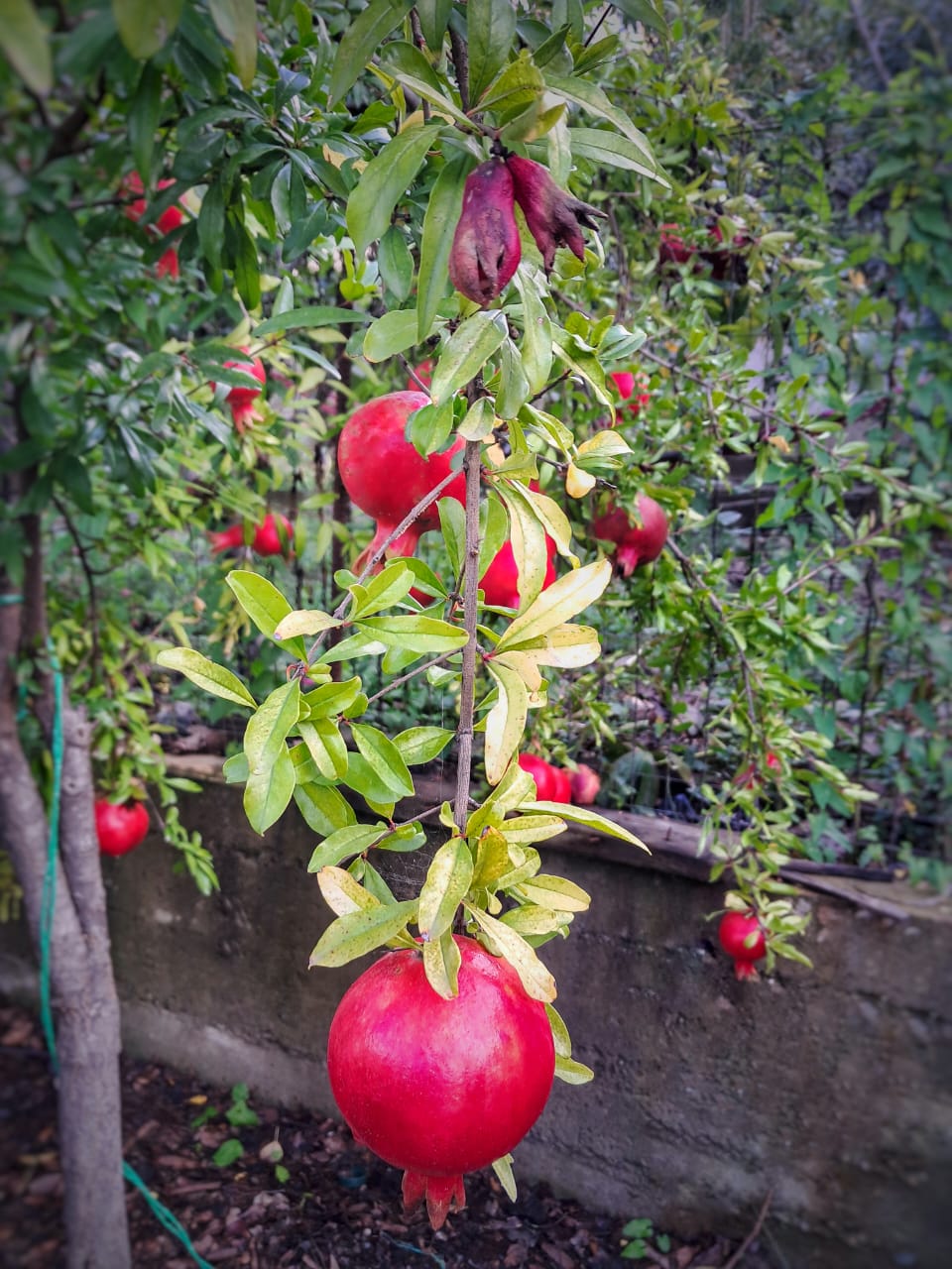 Фото Солнечный