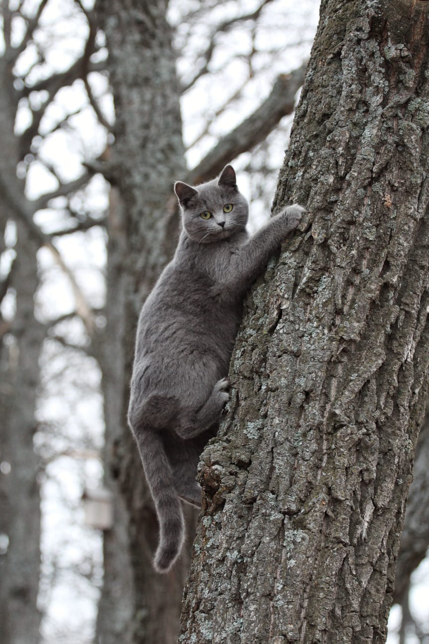 Фото Хижина