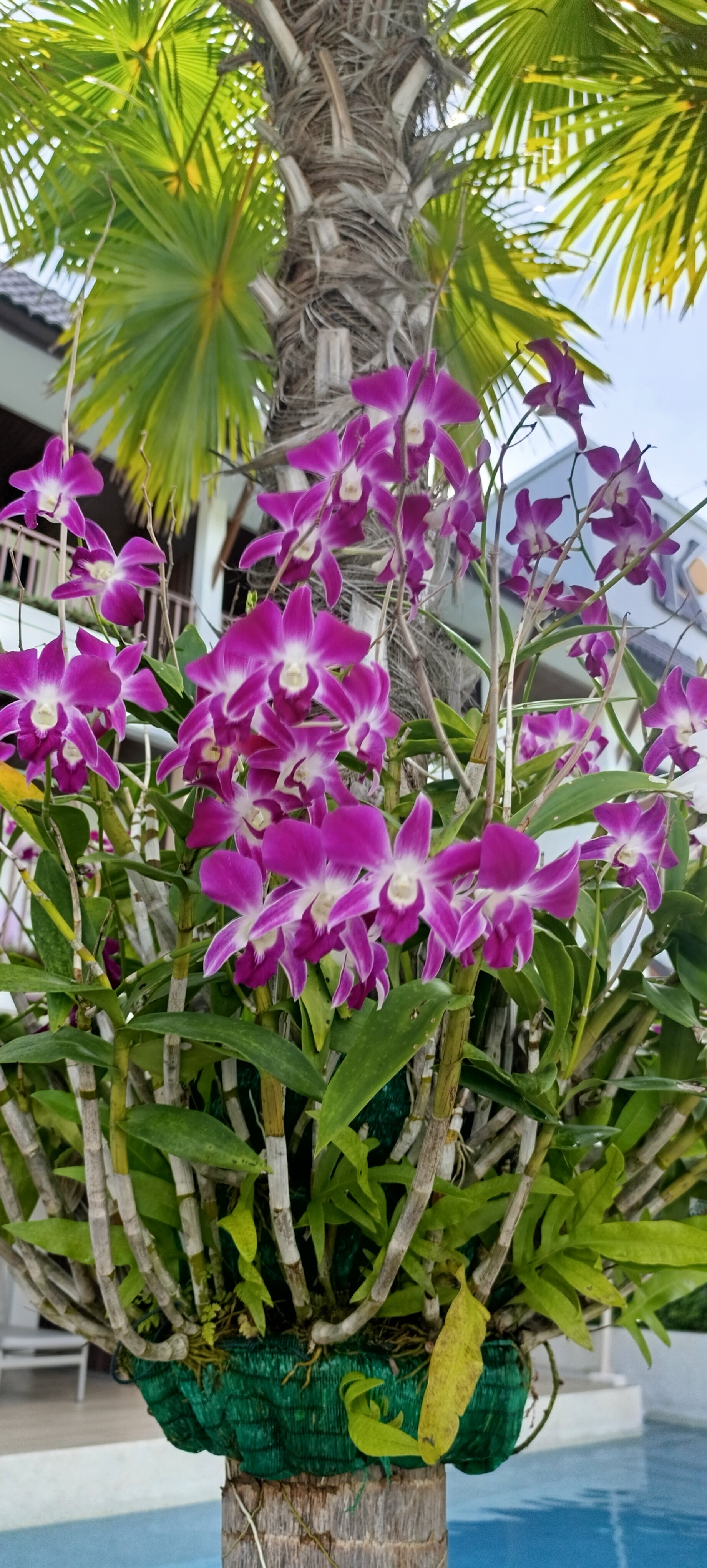 Фото Katathani Phuket Beach Resort